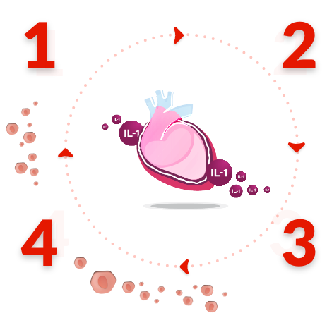 autoinflammation-cycle