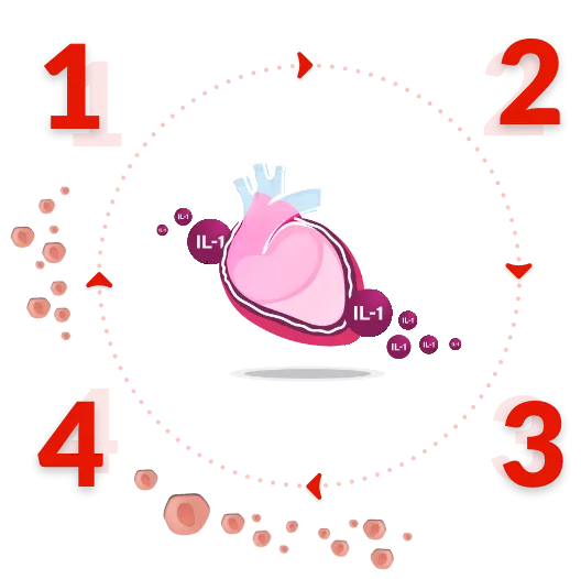 autoinflammation-cycle