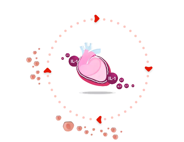 Cycle of autoinflammation in Recurrent Pericarditis infographic - minimized